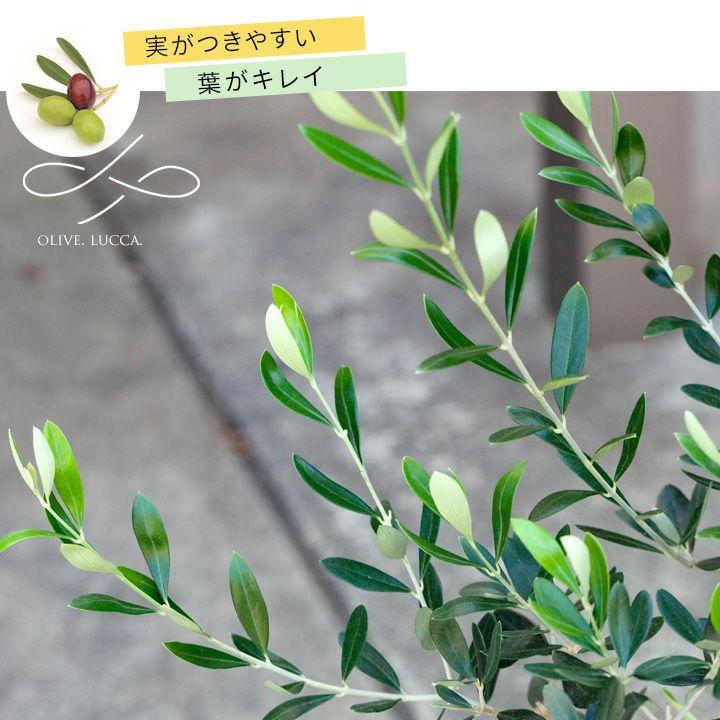 000000002320-01.jpg?size=l&w=