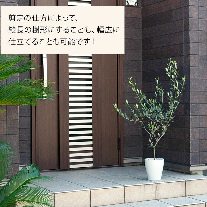 オリーブの木ルッカ｜素敵な樹形！育て方（剪定・耐寒性）付きe花屋