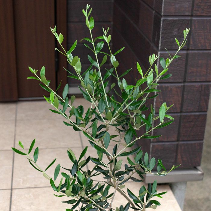 オリーブの木ルッカ｜素敵な樹形！育て方（剪定・耐寒性）付きe花屋