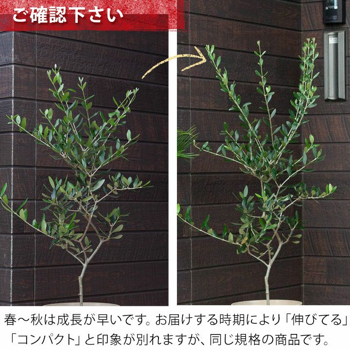 オリーブ『ルッカ』全長155㌢オリーブの木,た植物/観葉植物 『綺麗な樹形』 ルッカ Sサイズ 約150cm NO.10515 オリーブの木 人気品種 - 株式会社鶴亀園