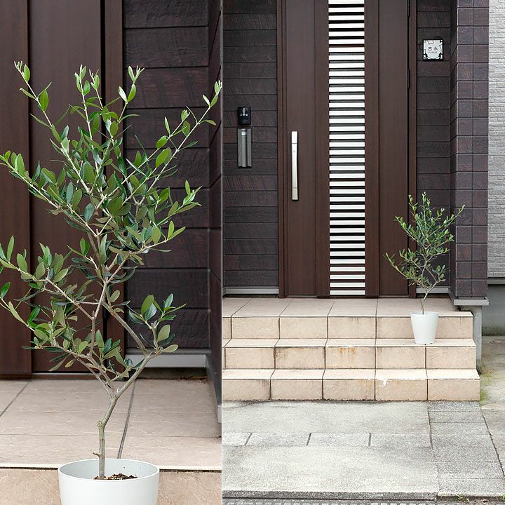 オリーブの木ルッカ｜素敵な樹形！育て方（剪定・耐寒性）付きe花屋