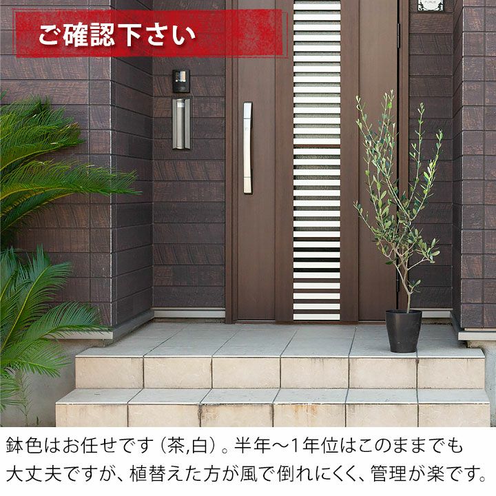 オリーブの木ルッカ｜素敵な樹形！育て方（剪定・耐寒性）付きe花屋