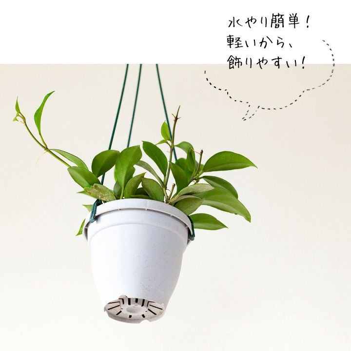 ホヤ・オブスクラ吊り鉢仕立て | [公式]e-花屋さん