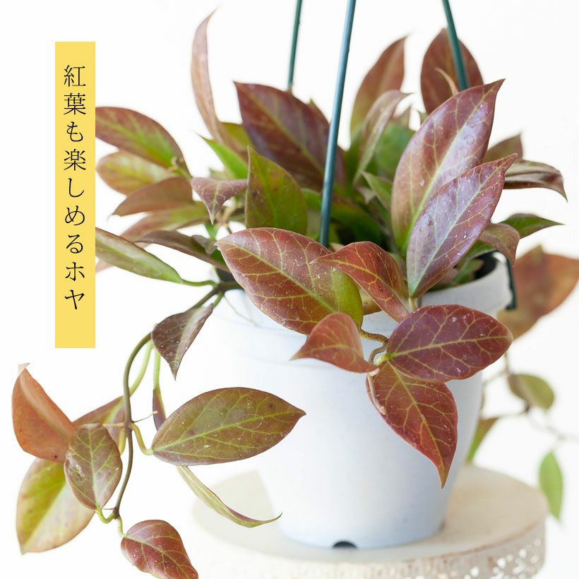 000000002351-12.jpg?size=l&w=