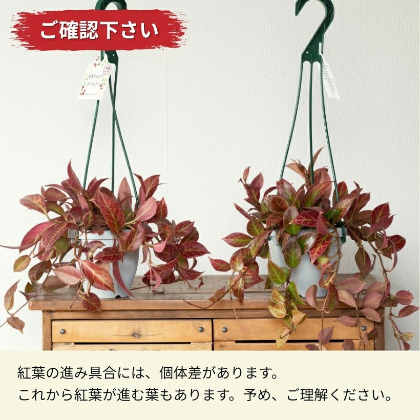 ホヤ・オブスクラ吊り鉢仕立て | [公式]e-花屋さん