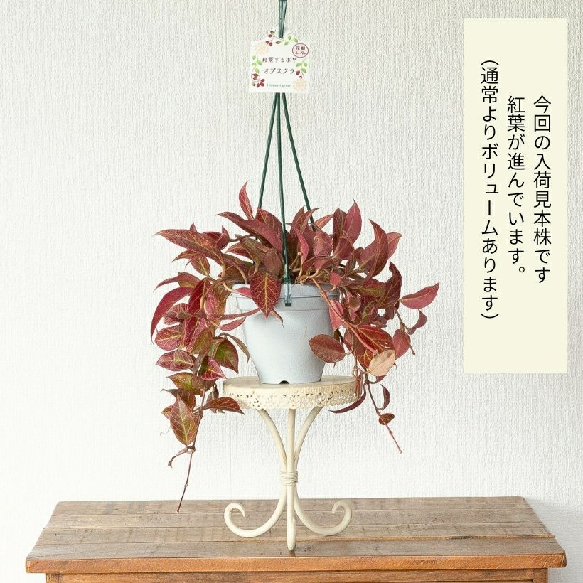 ホヤ・オブスクラ吊り鉢仕立て | [公式]e-花屋さん