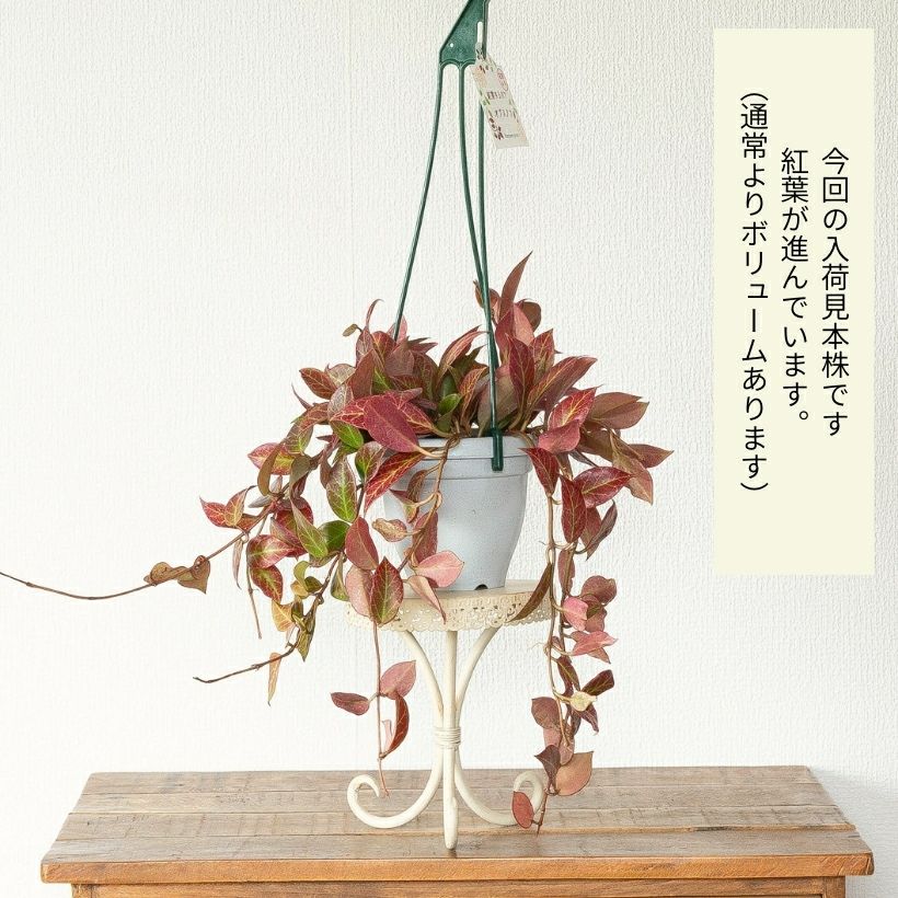 ホヤ・オブスクラ吊り鉢仕立て | [公式]e-花屋さん