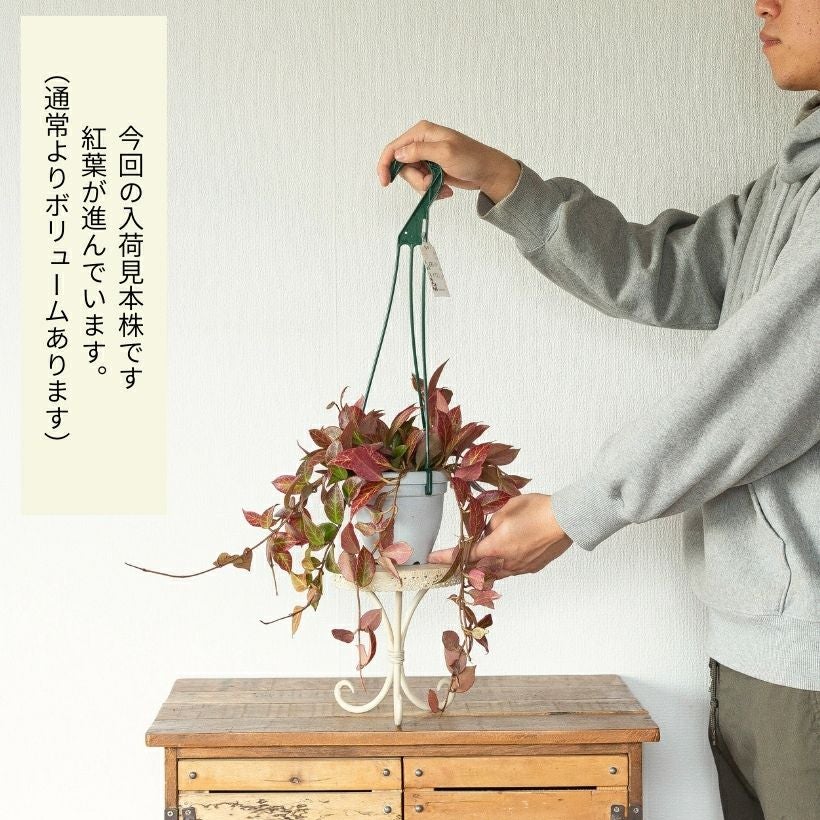 ホヤ・オブスクラ吊り鉢仕立て | [公式]e-花屋さん