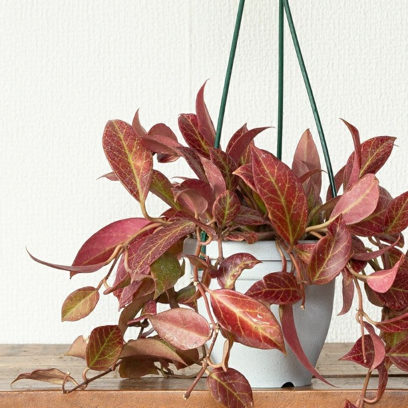 ホヤ・オブスクラ吊り鉢仕立て | [公式]e-花屋さん