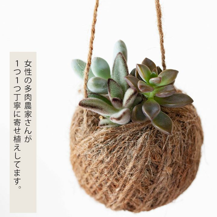 多肉植物の寄せ植えハンギング｜室内で楽しむ可愛いスタイル
