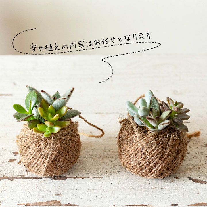 多肉植物の寄せ植えハンギング｜室内で楽しむ可愛いスタイル