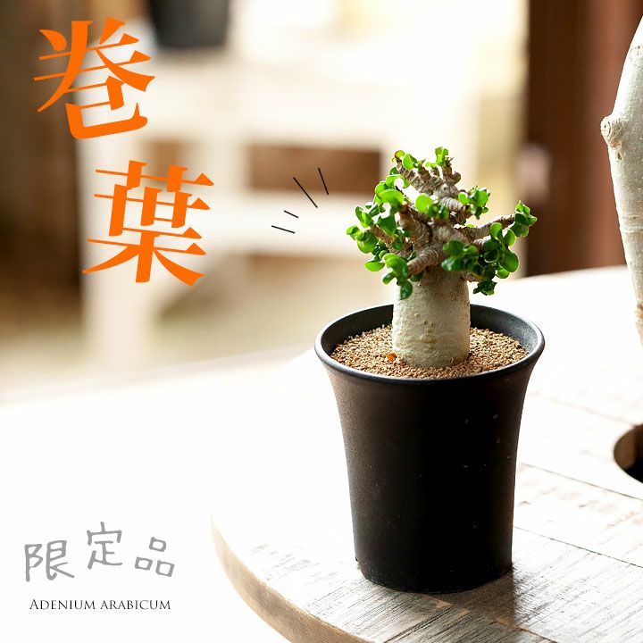 アデニウム　葉巻(獅子葉) Amazon.co.jp: 【種子】アデニウム・獅子葉 葉巻 ドーセットホーン 5s