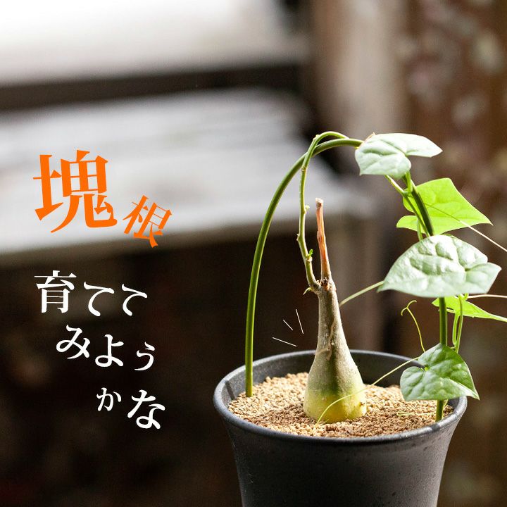 親株 フローレンシアエ 親株現物販売 多肉植物・取扱い実績｜[公式] e-花屋さん 本店