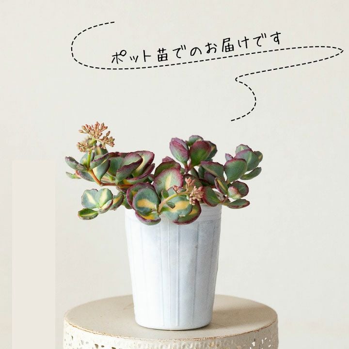 斑入りミセバヤ｜花が咲き、落葉して冬越し。育て方付きで安心e-花屋