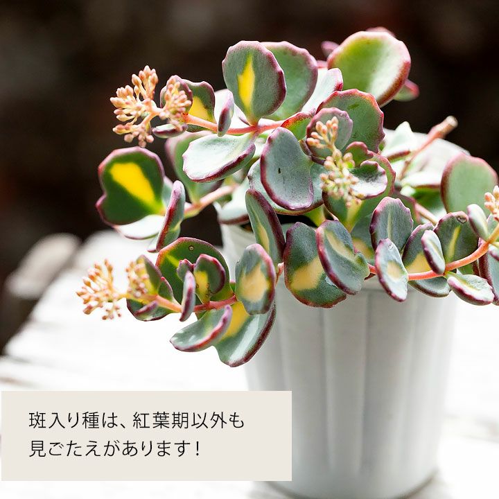 斑入りミセバヤ｜花が咲き、落葉して冬越し。育て方付きで安心e-花屋