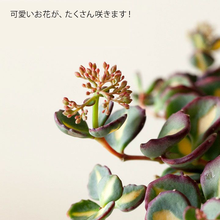 斑入りミセバヤ｜花が咲き、落葉して冬越し。育て方付きで安心e-花屋