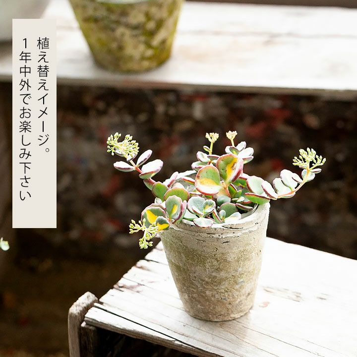 斑入りミセバヤ｜花が咲き、落葉して冬越し。育て方付きで安心e-花屋