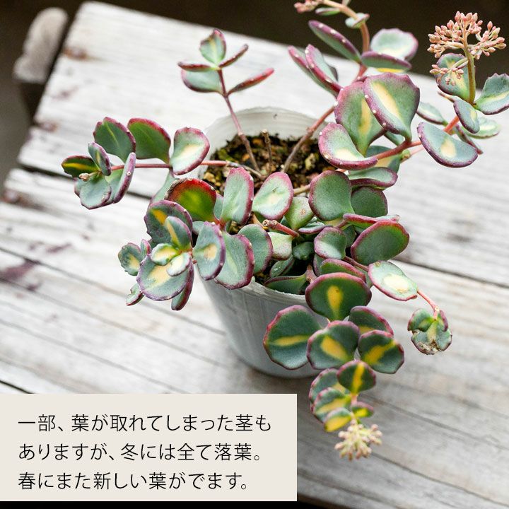 斑入りミセバヤ｜花が咲き、落葉して冬越し。育て方付きで安心e-花屋