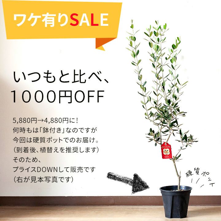 SALE！硬質ポット】オリーブの木