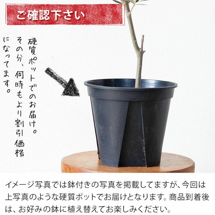 SALE！硬質ポット】オリーブの木