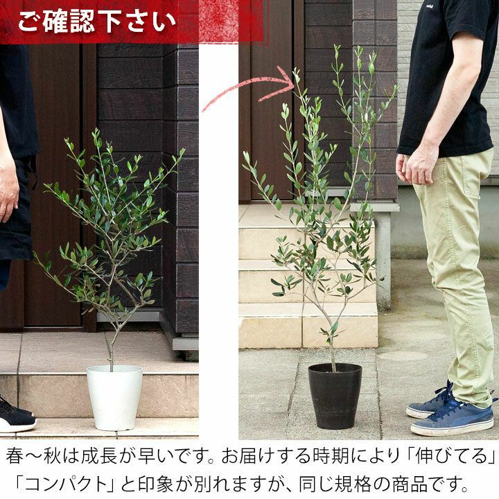 SALE！硬質ポット】オリーブの木