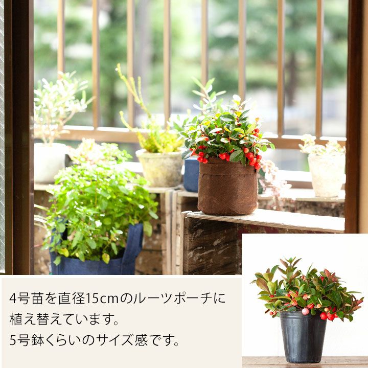 実だくさんチェッカーベリーを布鉢で。 | [公式]e-花屋さん