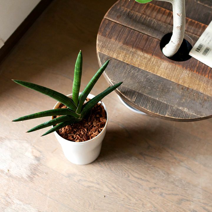 希少種【観葉植物】サンスベリア・ケニア（3.5号鉢つき） サンスベリア ケニア 3.5号 陶器鉢 ブラウン 観葉植物 多肉 ギフト