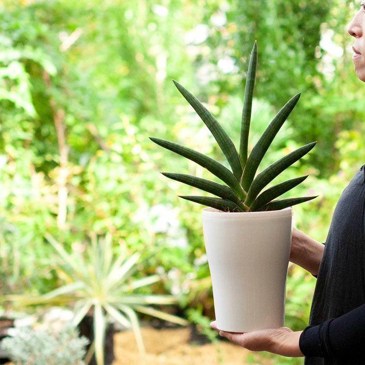 希少種【観葉植物】サンスベリア・ケニア（3.5号鉢つき） サンスベリア ケニア 3.5号 陶器鉢 ブラウン 観葉植物 多肉 ギフト
