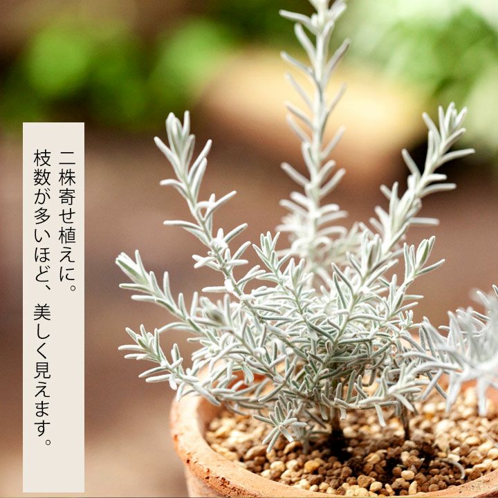 エレモフィラ「スノークリスタル」育て方付き白く美しい品種e花屋