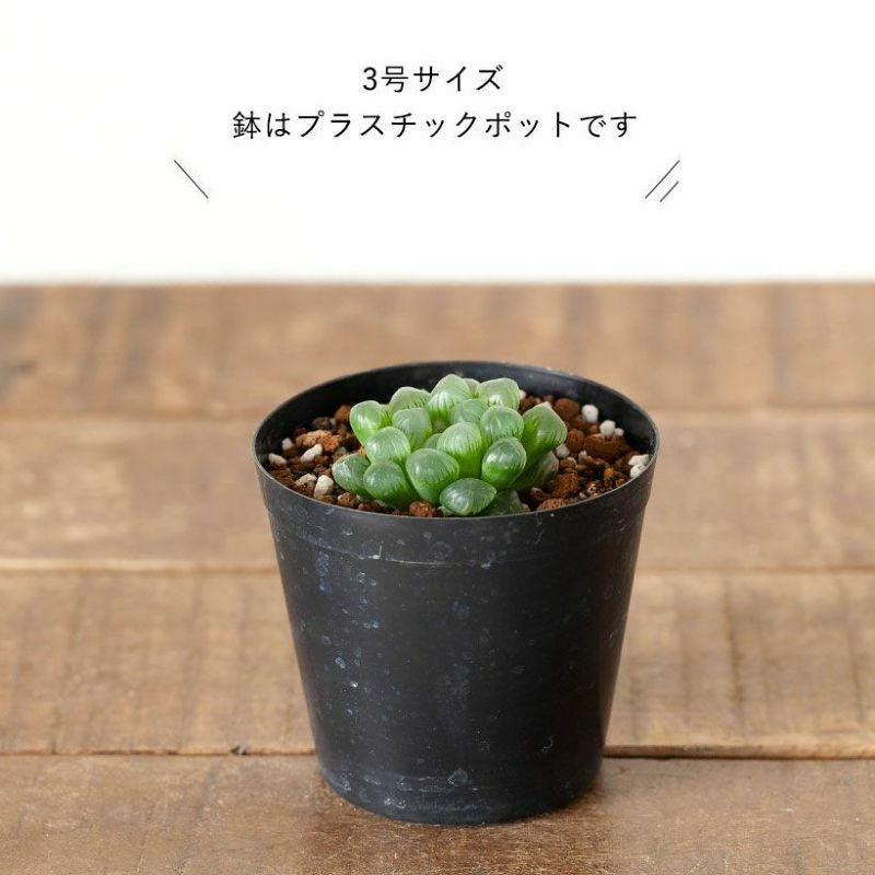 ハオルチア・オブツーサ（雫石）育て方付き｜透明な窓を持つ多肉