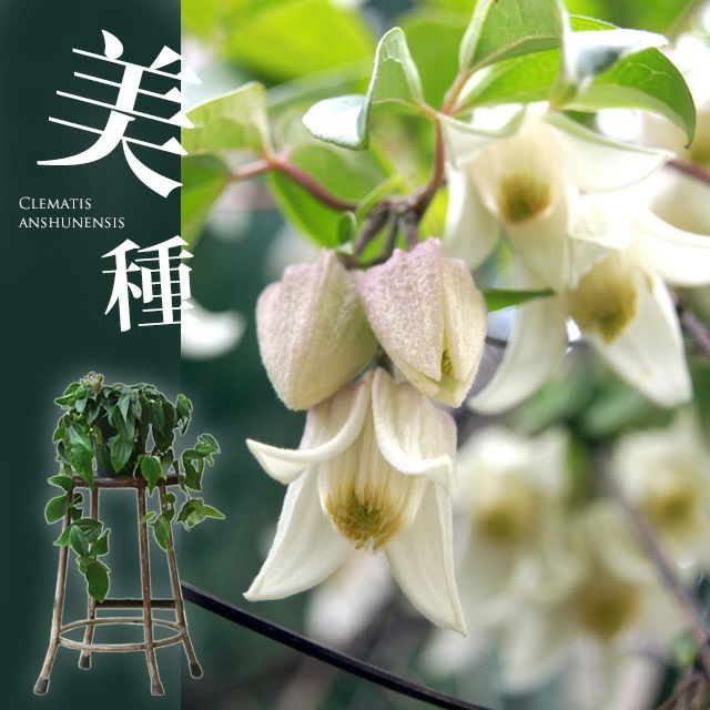 観葉植物　クレマチス　アンスエンシス耐寒 000000002494-12.jpg?size=l&w=