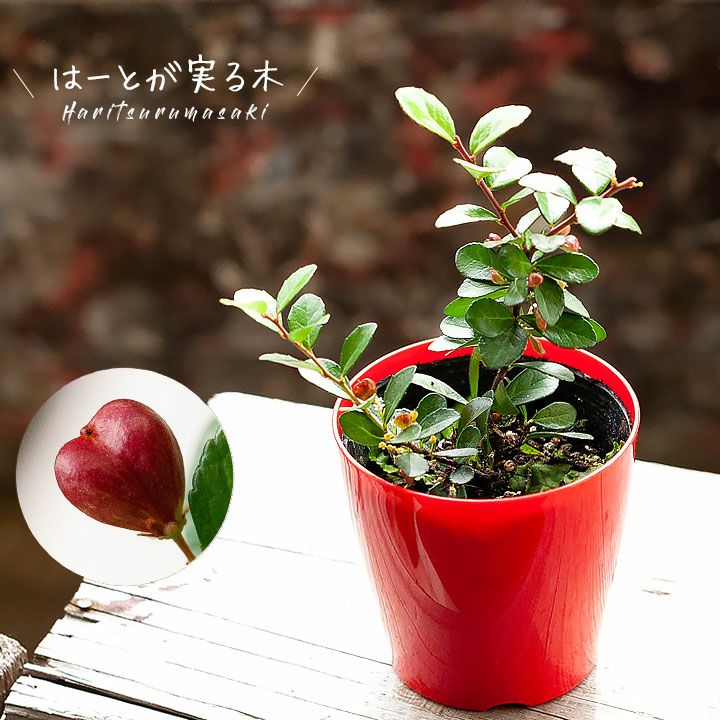 000000002497-01.jpg?size=l&w=