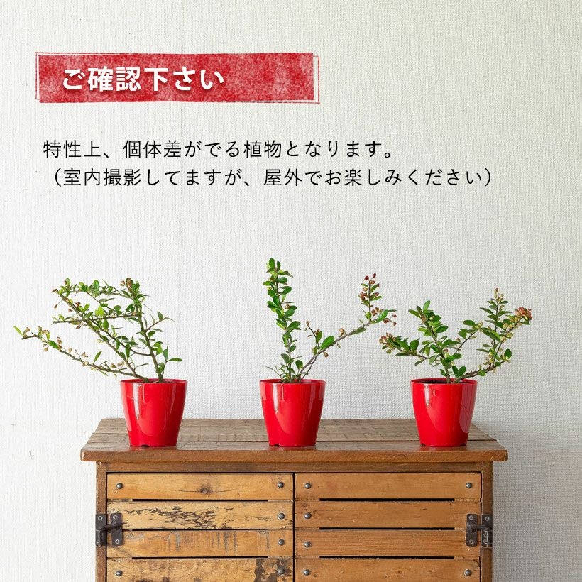 ハートが実る木（ハリツルマサキ）。花言葉は「小さな幸せ」 | [公式]e