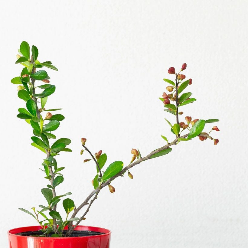 ハートが実る木（ハリツルマサキ）。花言葉は「小さな幸せ」 | [公式]e