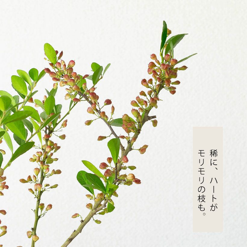 ハートが実る木（ハリツルマサキ）。花言葉は「小さな幸せ」 | [公式]e