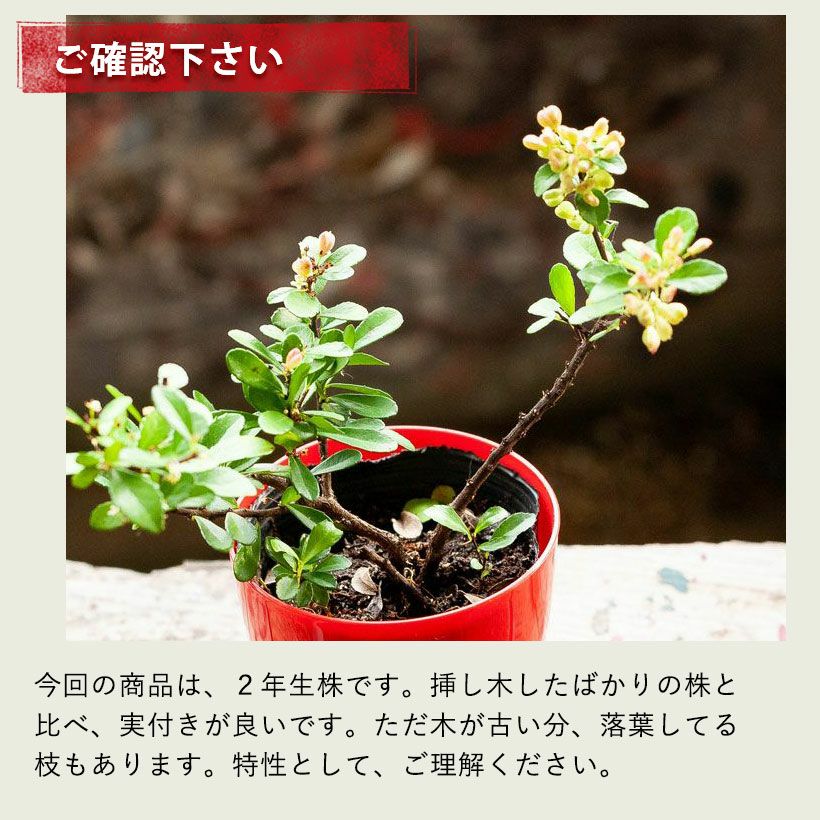 ハートが実る木（ハリツルマサキ）。花言葉は「小さな幸せ」 | [公式]e