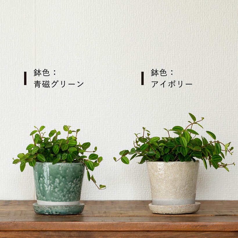 ペペロミアアングラータ観葉植物は風水goodアイテム！ミニで飾りやすい