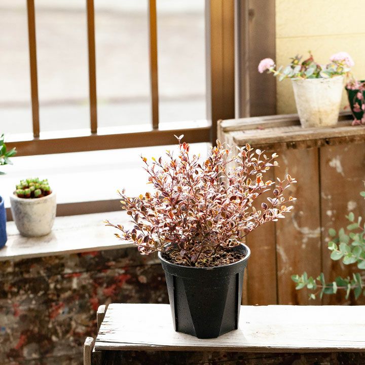 ロフォミルタス・マジックドラゴン鉢植え（暖地は）庭に地植えok