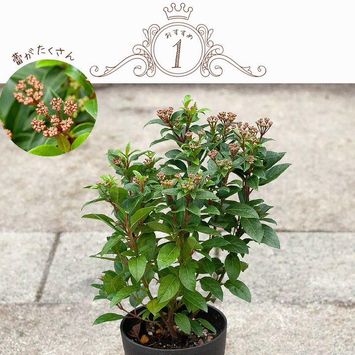 ビバーナム・ティヌス育て方付き｜花も実も楽しめる鉢植えe-花屋さん