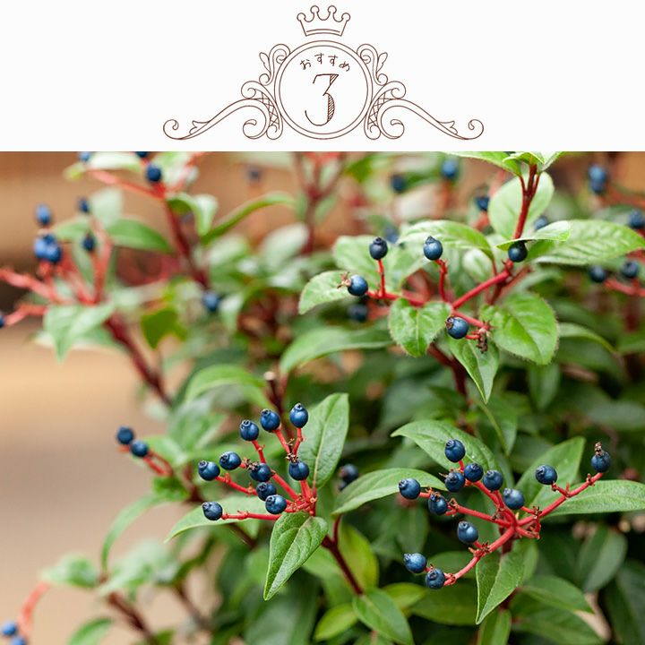 庭木 Viburnum tinus ビバーナムティヌス大きさ ビバーナム ティヌス 常緑ガマズミ 庭木 生垣 植木 植栽 常緑低木 四季咲き KIMIDORI FARM Yahoo 店 - 通販 - Yahoo ショッピング
