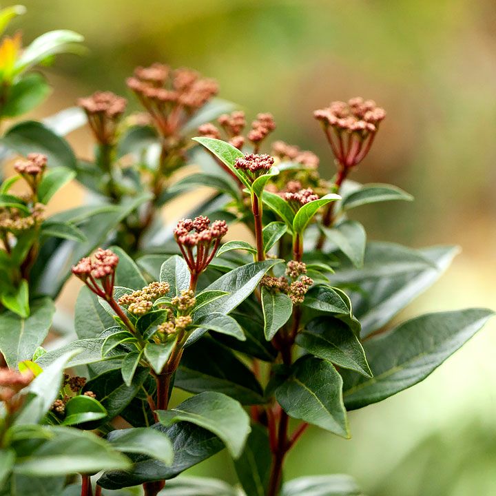 ビバーナム・ティヌス育て方付き｜花も実も楽しめる鉢植えe-花屋さん
