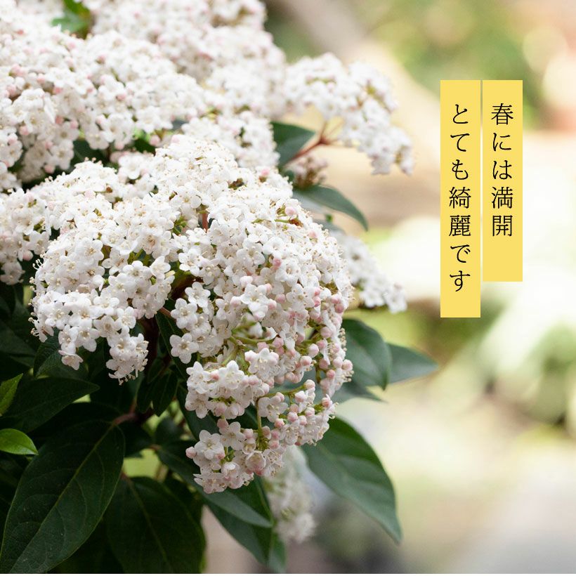 ビバーナム・ティヌス育て方付き｜花も実も楽しめる鉢植えe-花屋さん