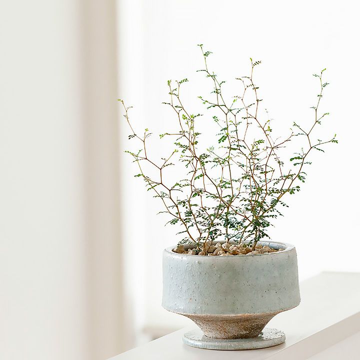 風水で観葉植物はgoodアイテム！ソフォラミクロフィラの陶器鉢