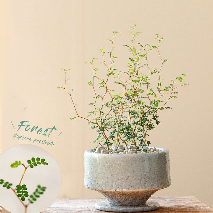風水で観葉植物はgoodアイテム！ソフォラミクロフィラの陶器鉢