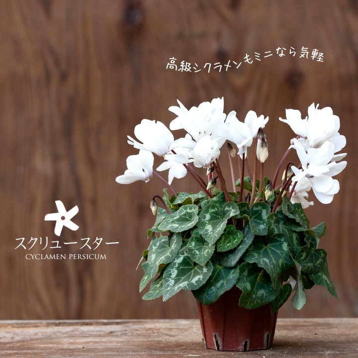 000000002571-01.jpg?size=l&w=