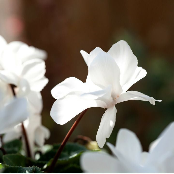 000000002571-03.jpg?size=l&w=