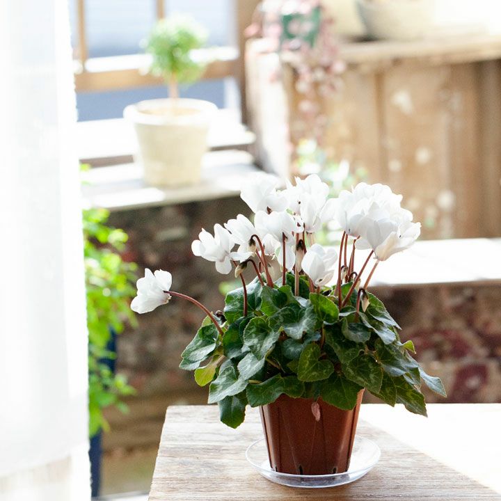 シクラメン・スクリュースター「クリスタルホワイト」 | [公式]e-花屋さん