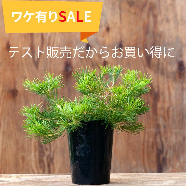 来年は値上げします】バンクシア