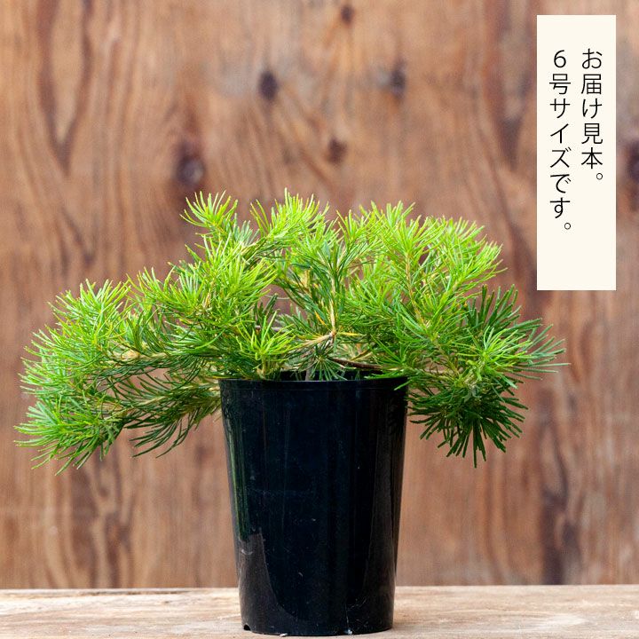 来年は値上げします】バンクシア