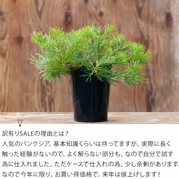 来年は値上げします】バンクシア